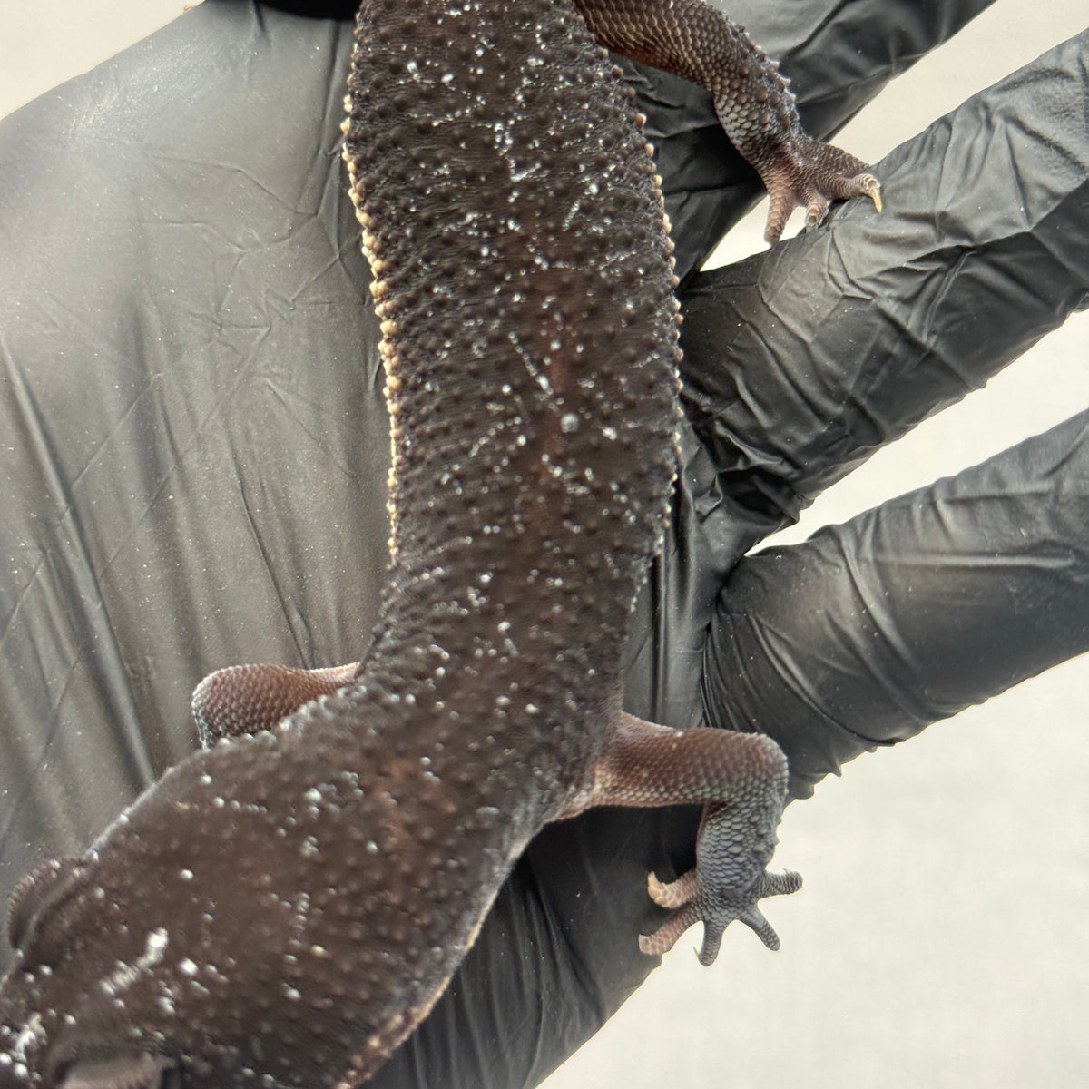 Black Night Leopard Gecko 1501
