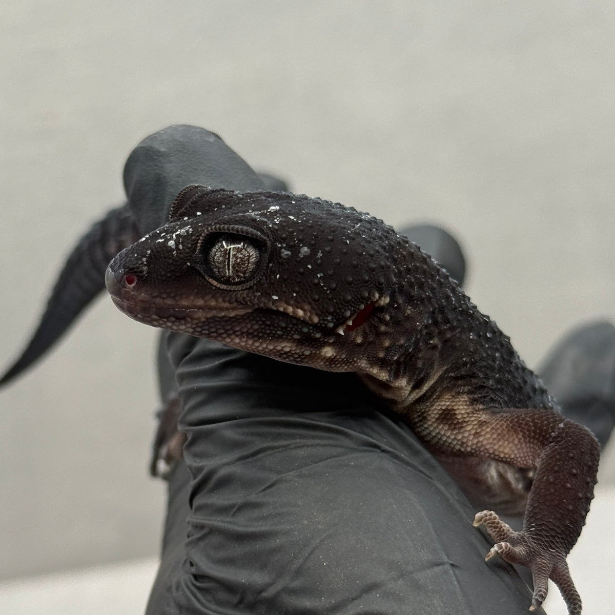 Black Night Leopard Gecko 1501
