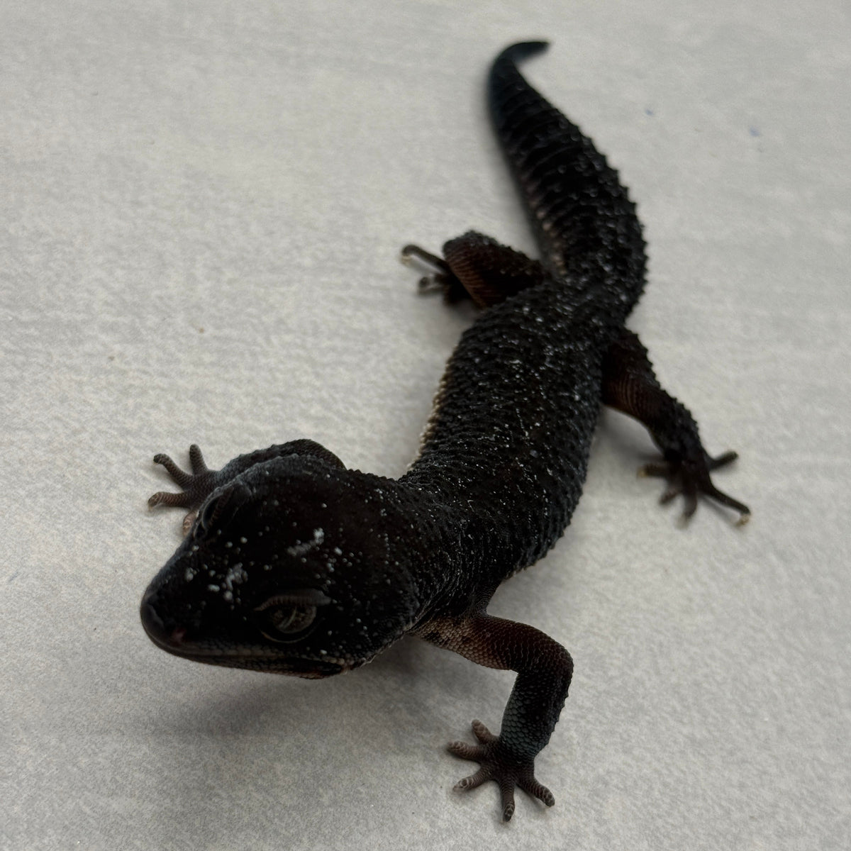 Black Night Leopard Gecko 1501