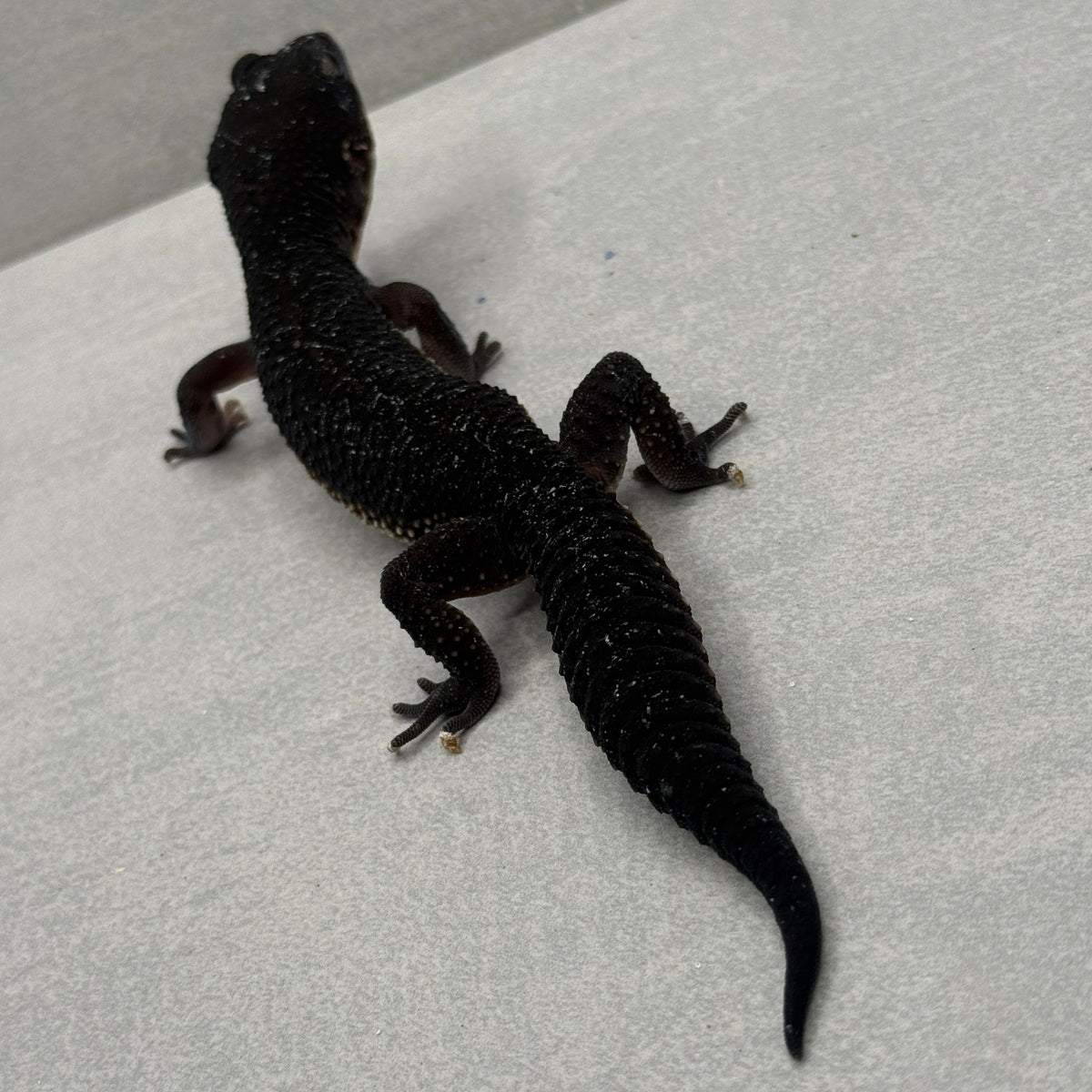 Black Night Leopard Gecko 1501