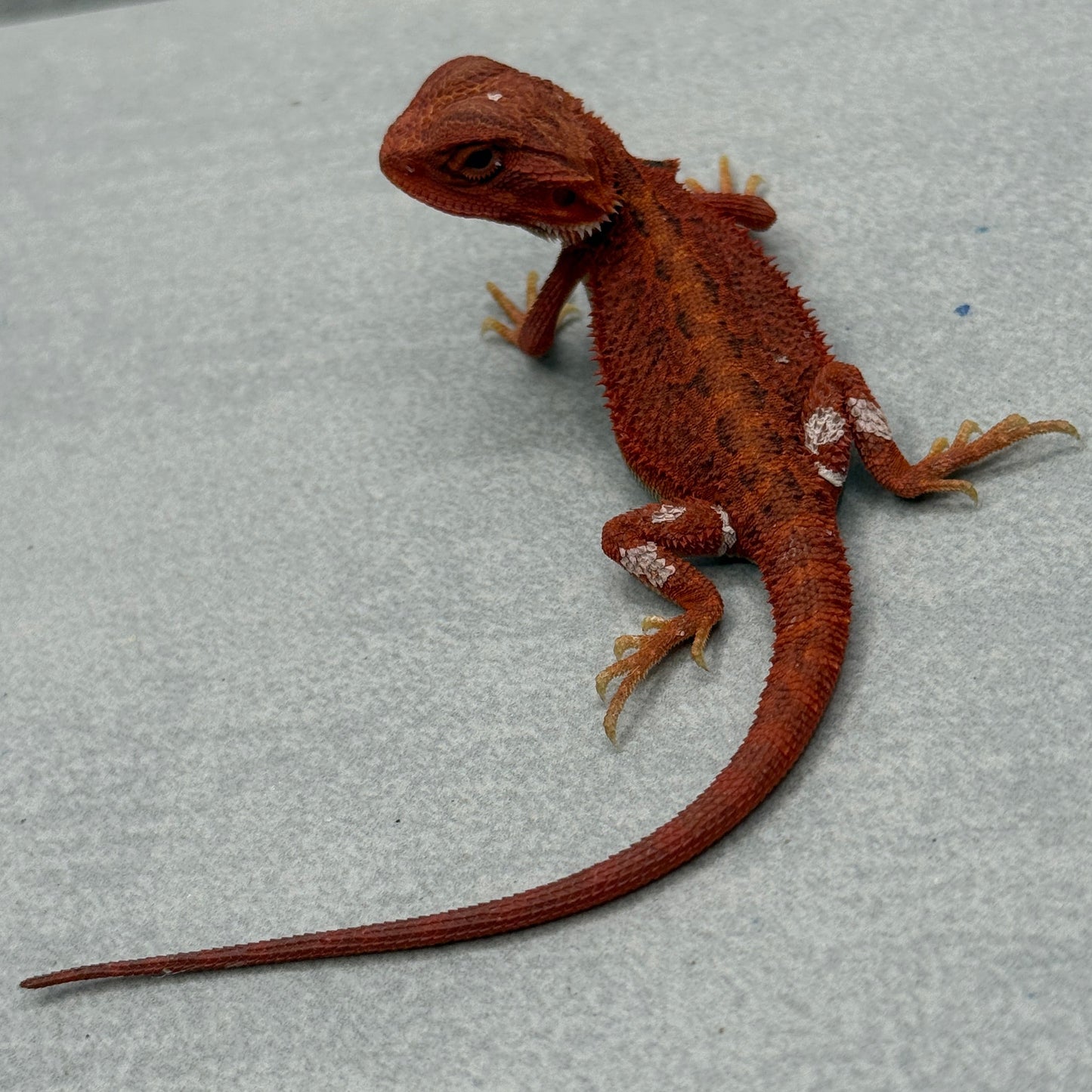 Vibrant RED Hypo Trans 75% Red Monster 940