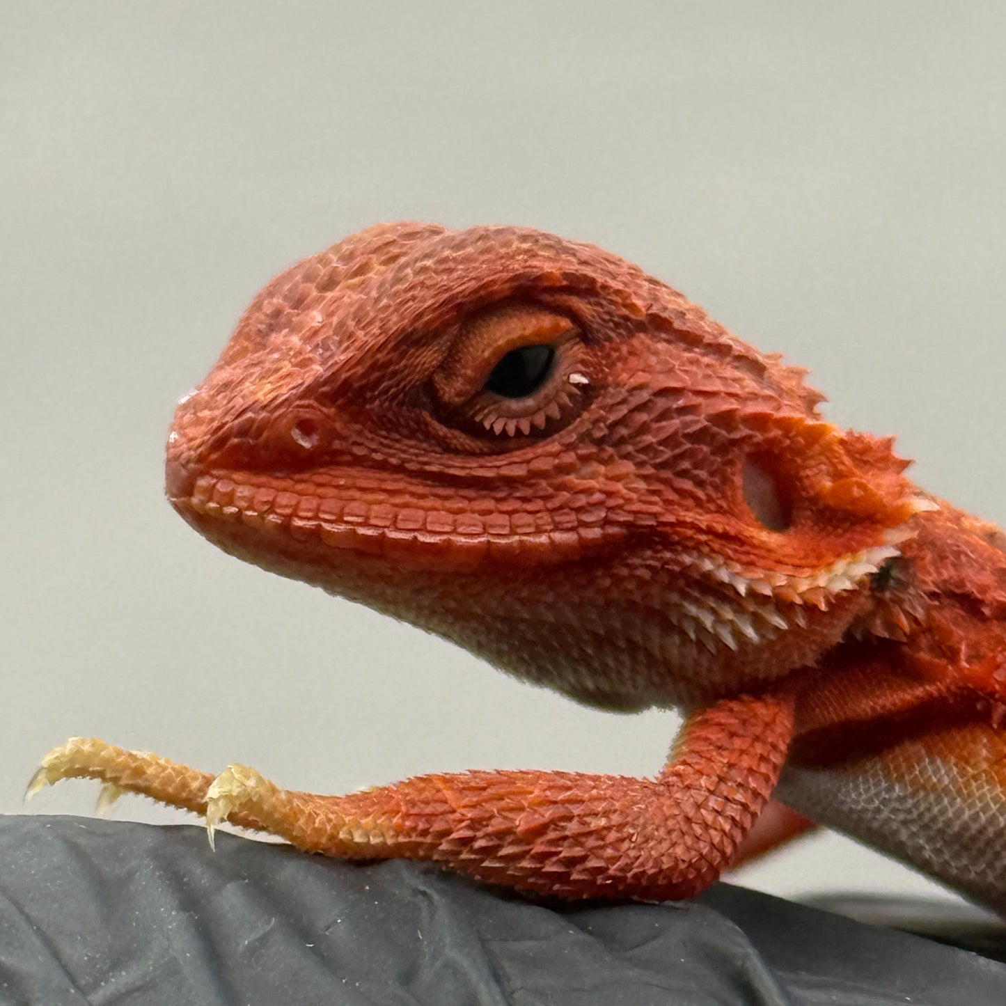 Vibrant RED Hypo Trans 75% Red Monster 940