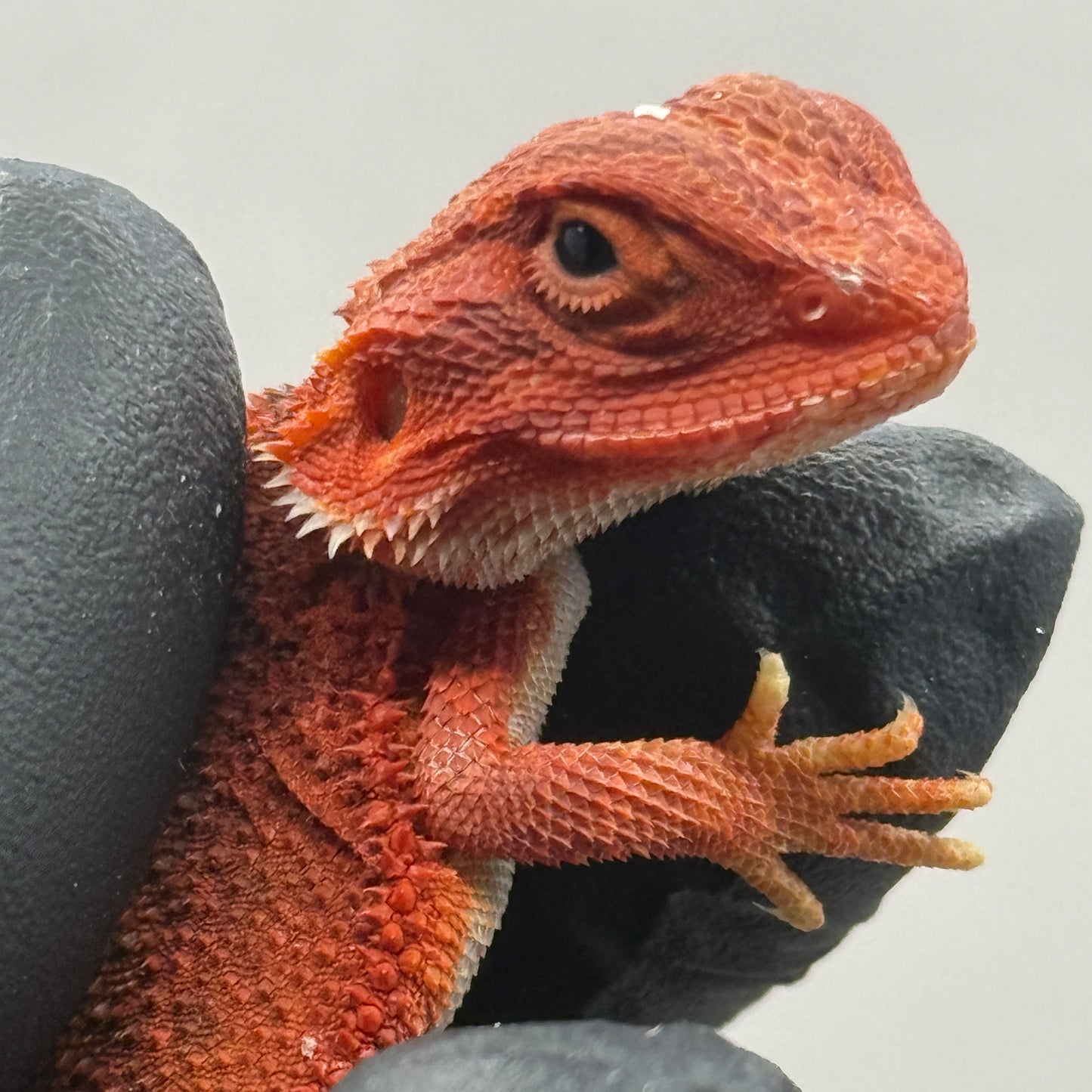 Vibrant RED Hypo Trans 75% Red Monster 940