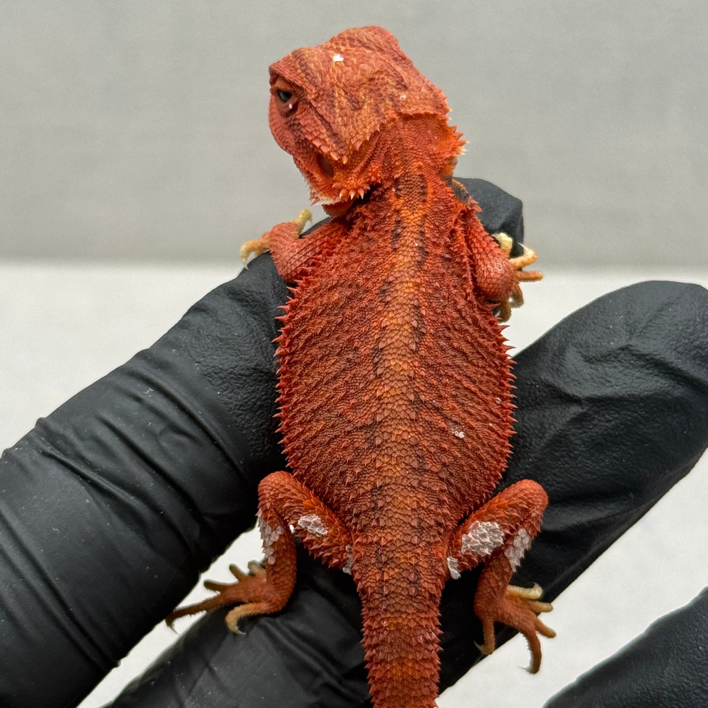 Vibrant RED Hypo Trans 75% Red Monster 940