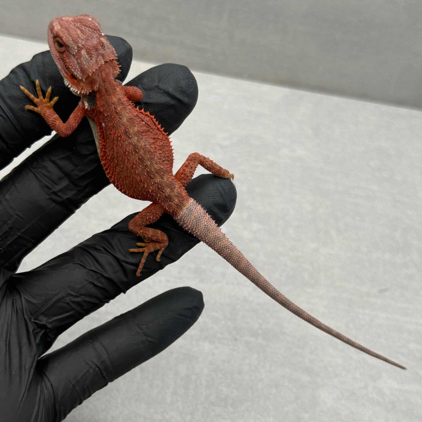 RED Hypo 75% Red Monster 941