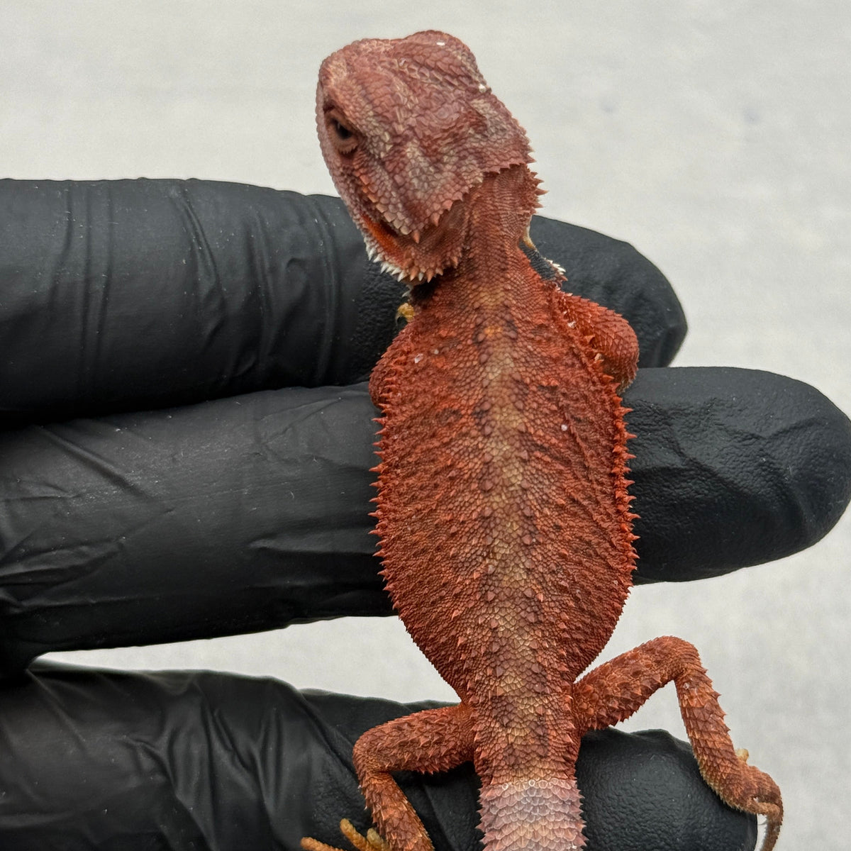 RED Hypo 75% Red Monster 941