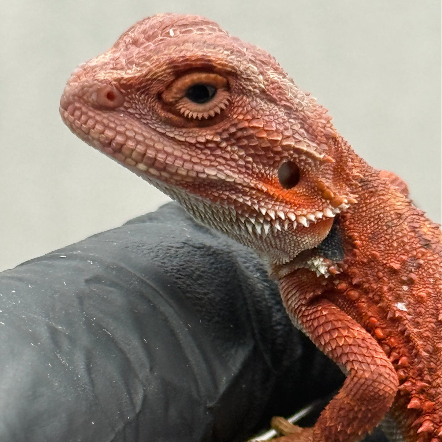RED Hypo 75% Red Monster 941