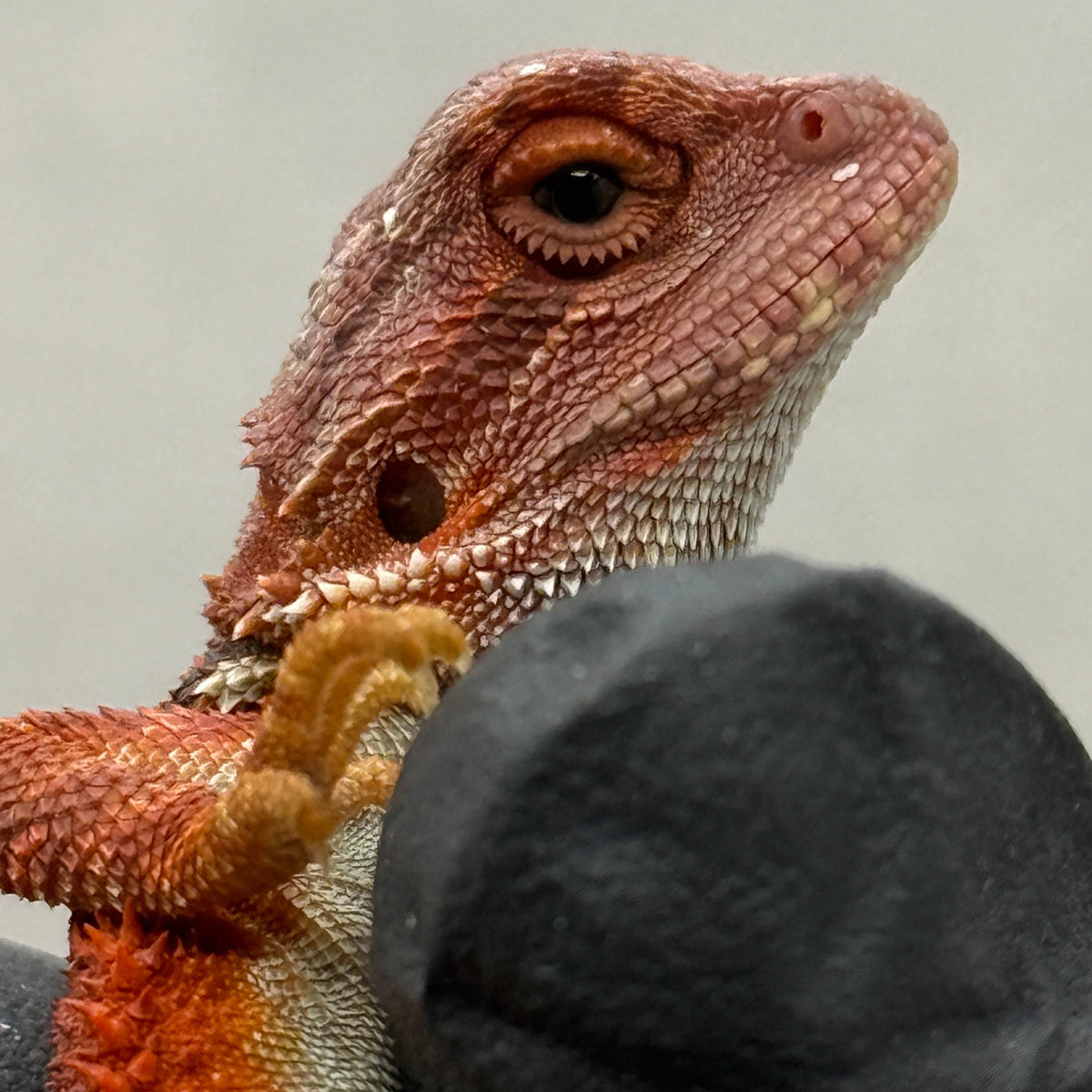 RED Hypo 75% Red Monster 941