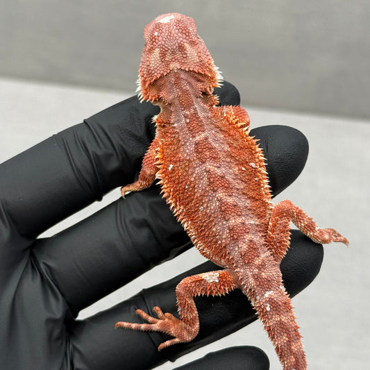 75% Red Monster Bearded Dragon