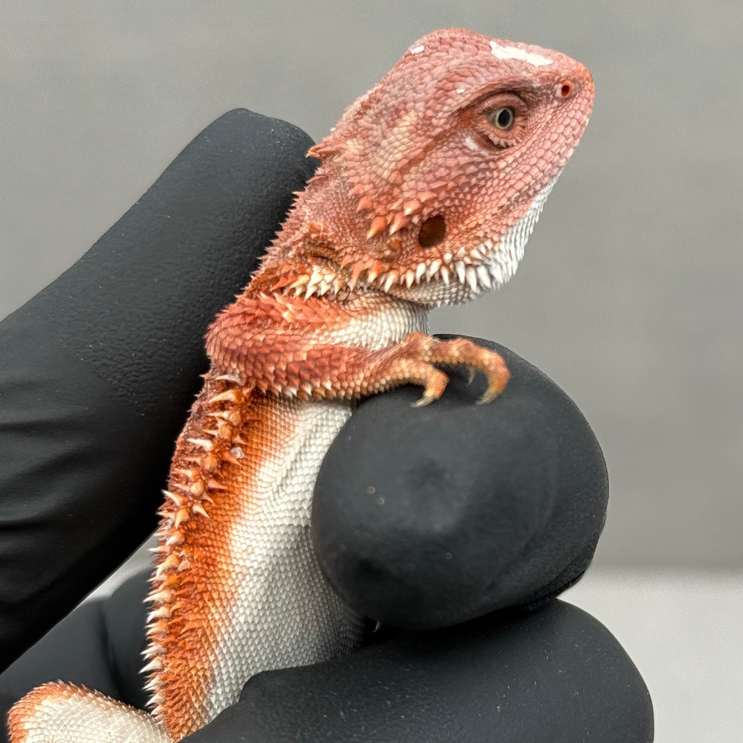 75% Red Monster Bearded Dragon