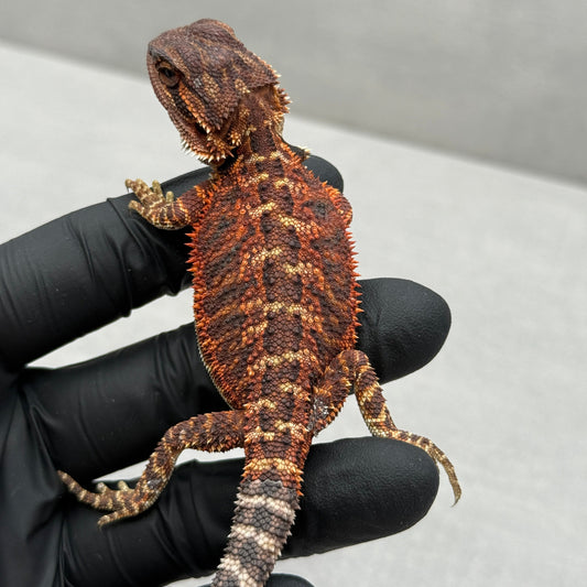 Female Red Monster Bearded Dragon 420