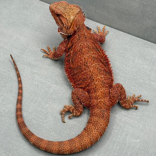 Red Het Hypo het trans 1/2 Red Monster Female 421