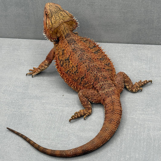 1/2 Red Monster Bearded Dragon 422