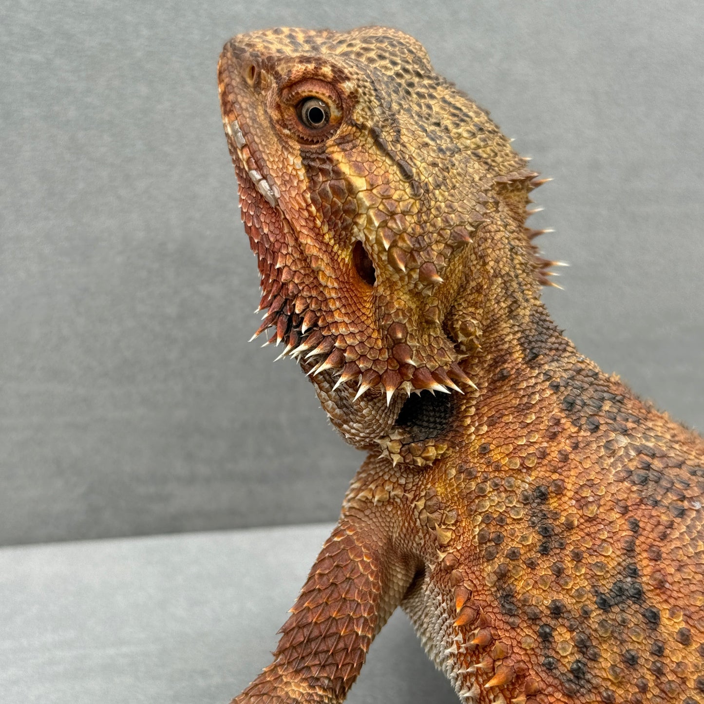 1/2 Red Monster Bearded Dragon 422