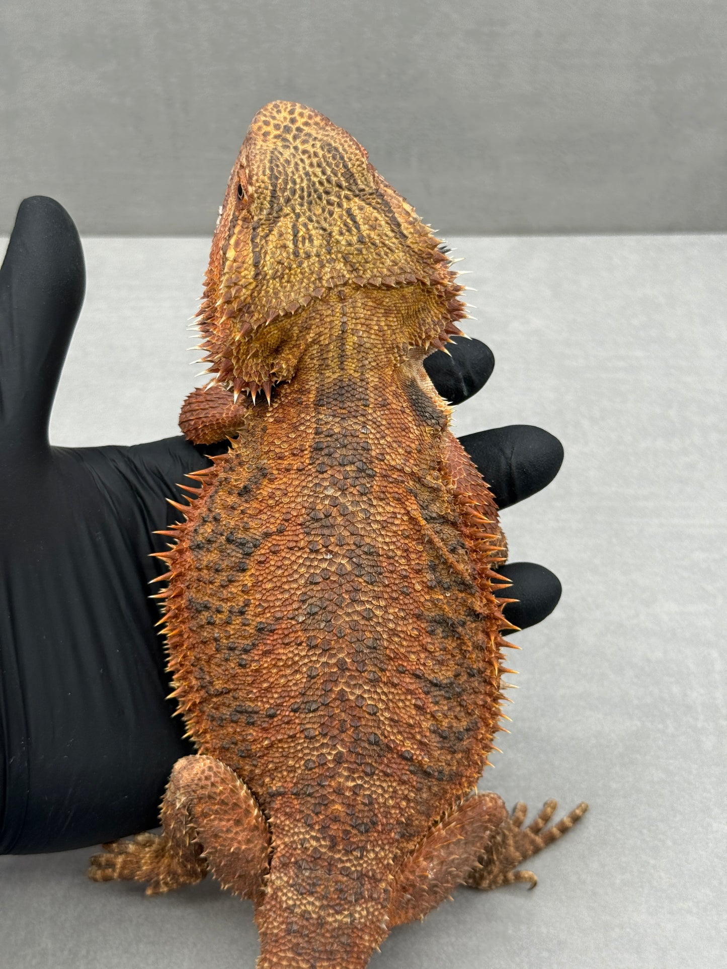 1/2 Red Monster Bearded Dragon 422
