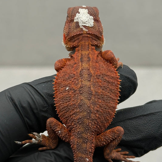 Red Hypo Trans 75% Red Monster 945