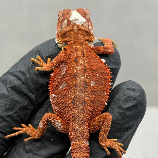 Hypo 75% Red Monster 948