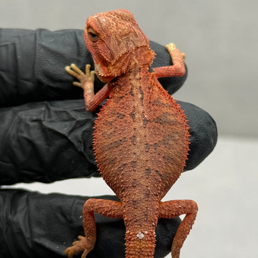 Hypo Trans 75% Red Monster 949