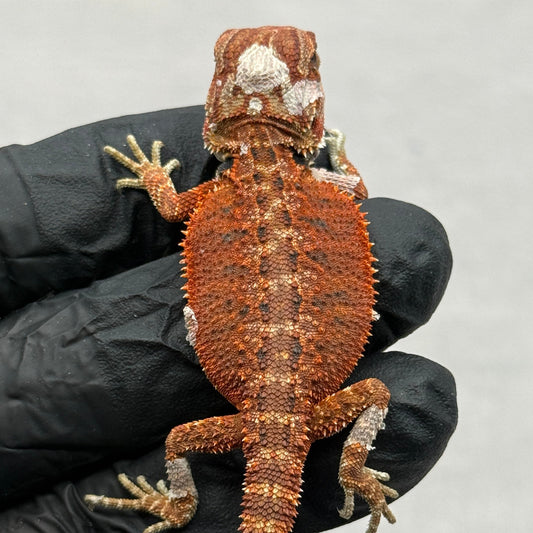 Hypo 75% Red Monster 950