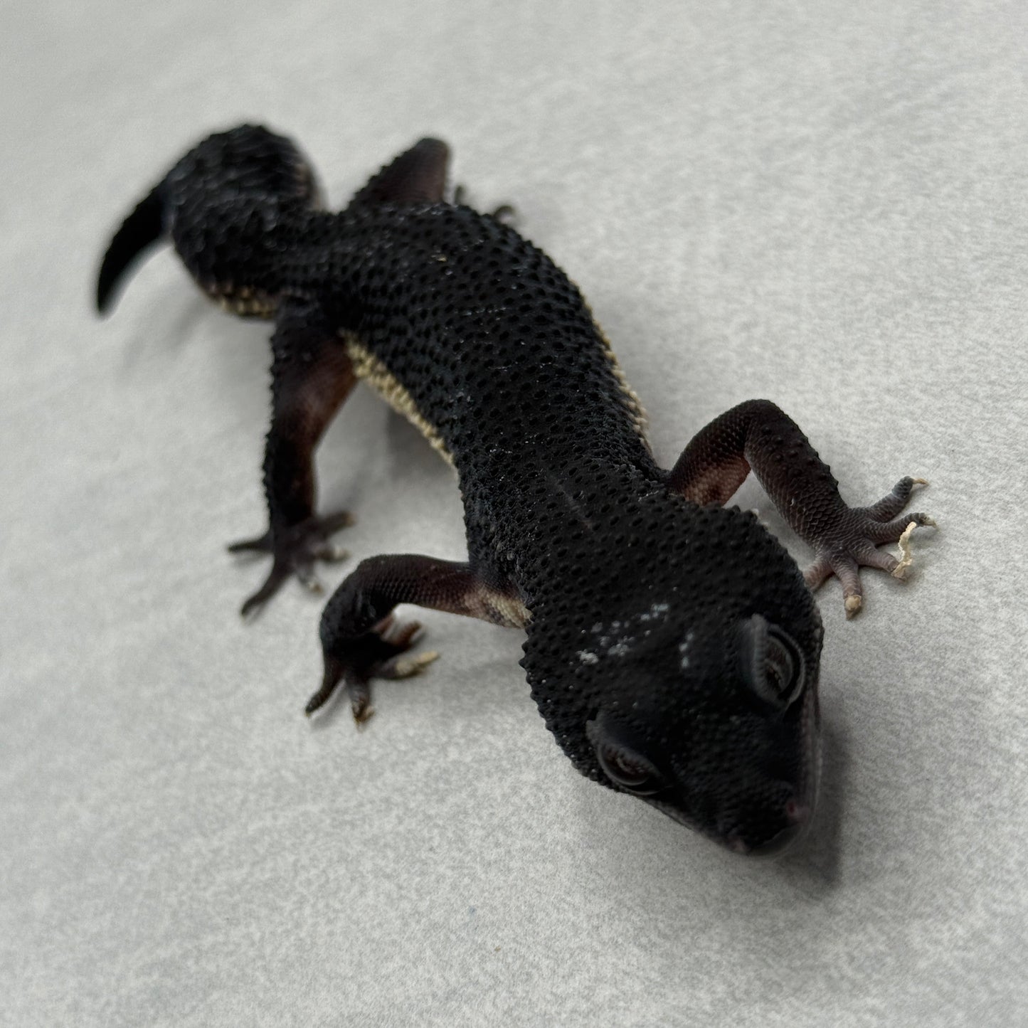 Black Night Leopard Gecko 0008