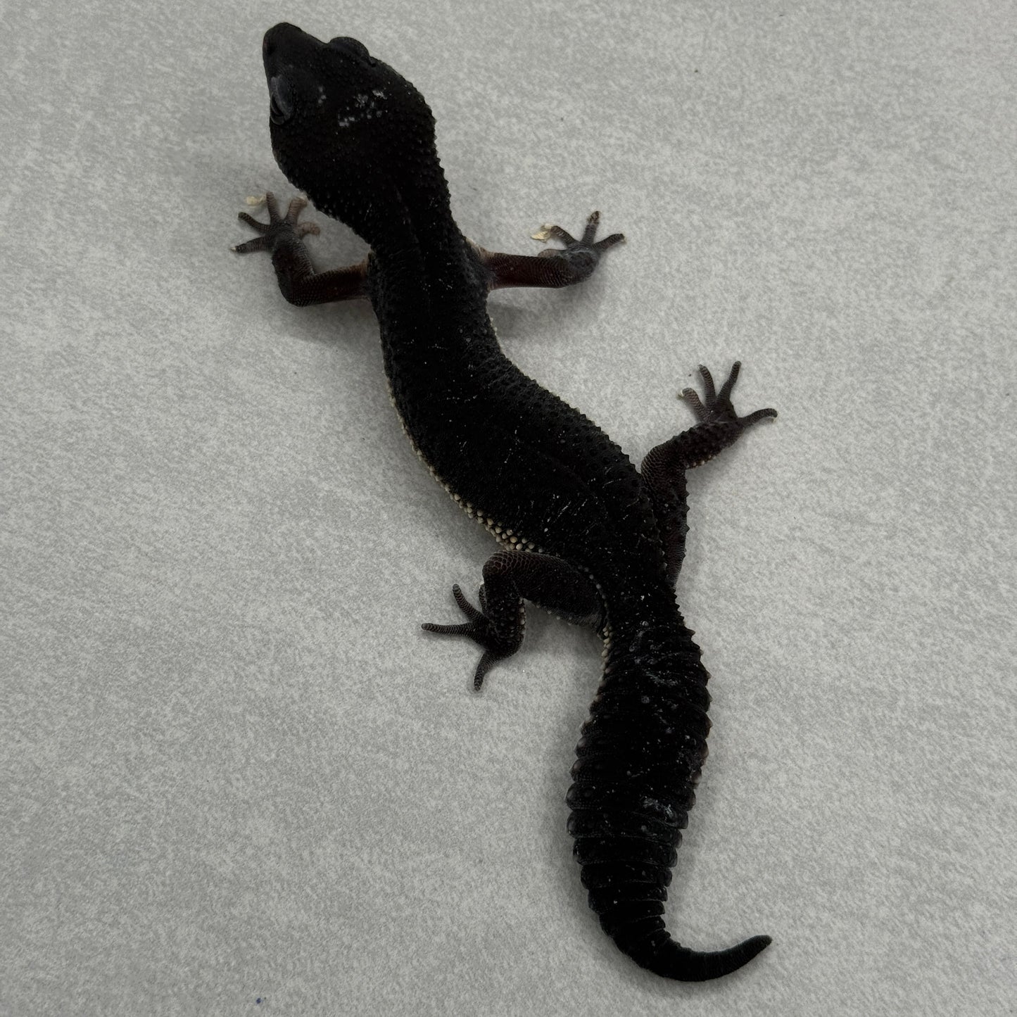 Black Night Leopard Gecko 0008