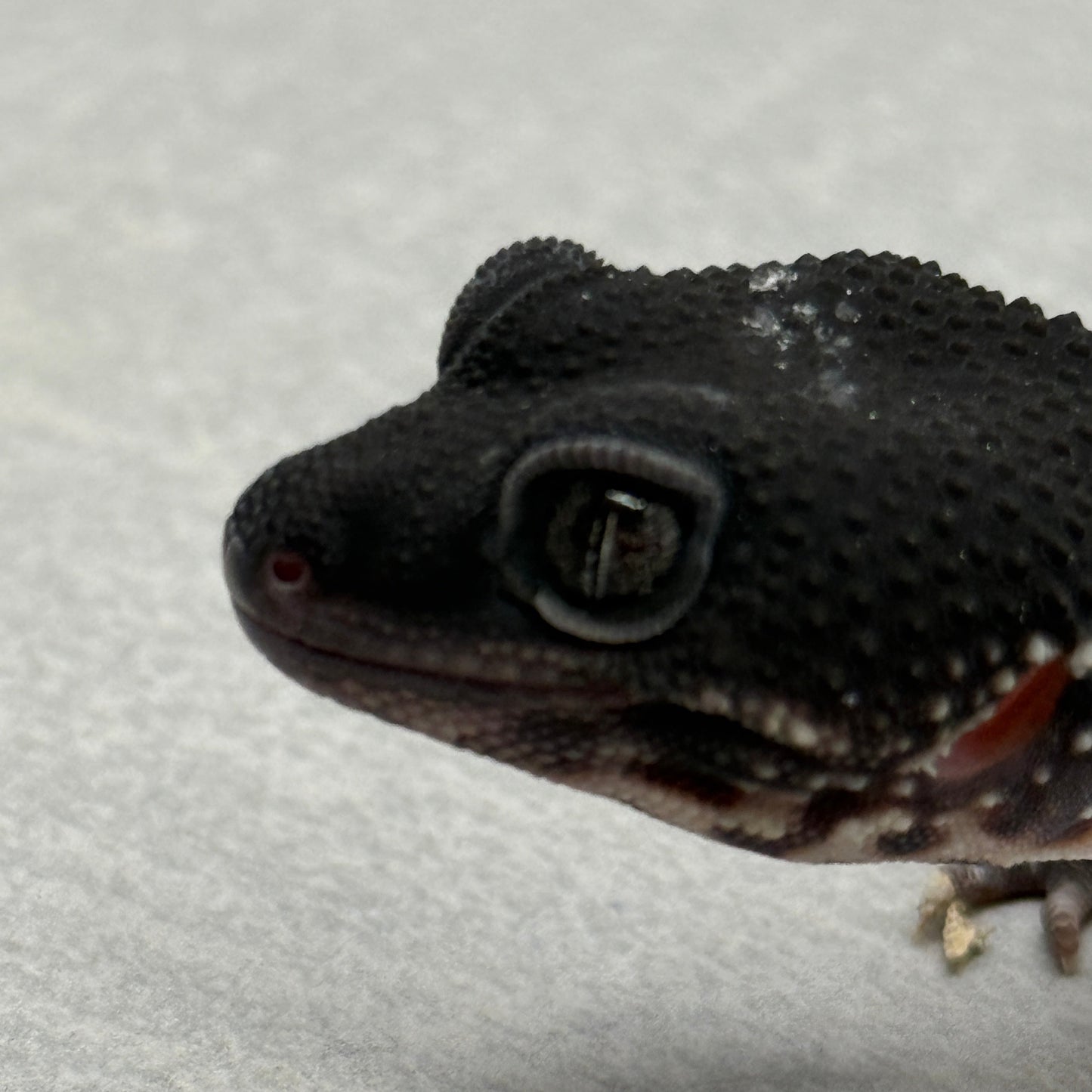 Black Night Leopard Gecko 0008