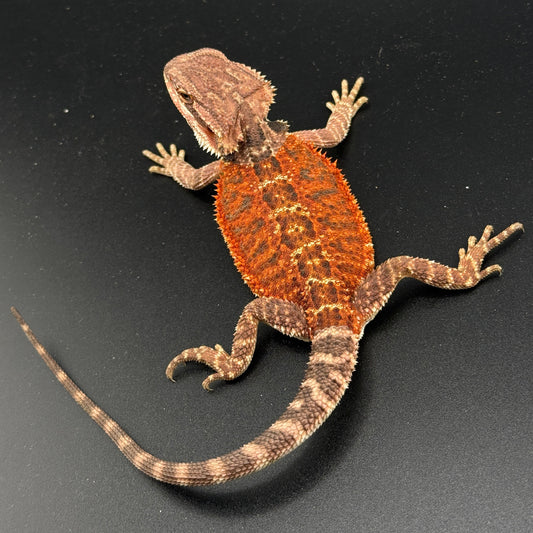 75% Red Monster Het Hypo Het Trans Bearded Dragons 902