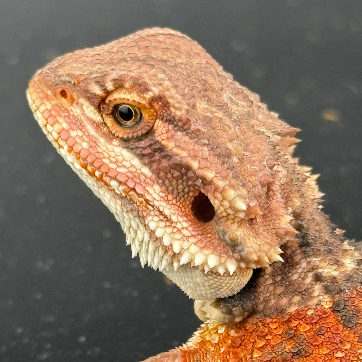 75% Red Monster Het Hypo Het Trans Bearded Dragons 902