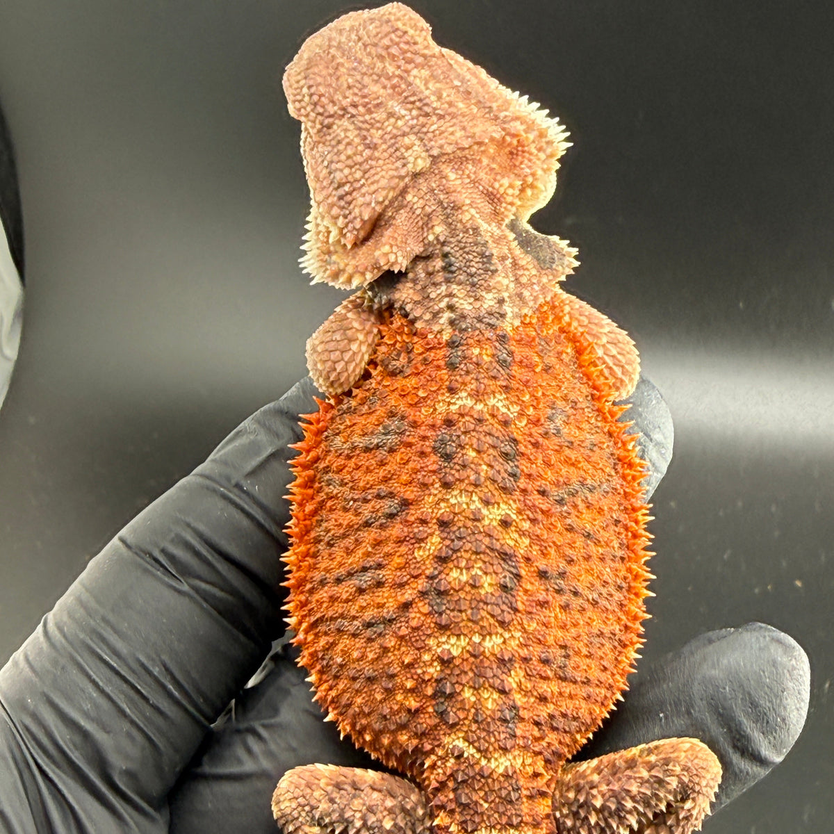 75% Red Monster Het Hypo Het Trans Bearded Dragons 902