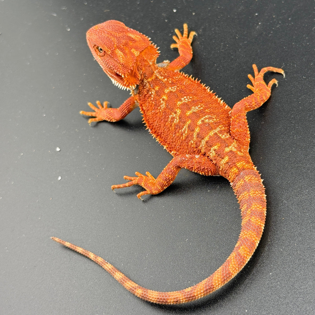 Hypo Red Monster 913