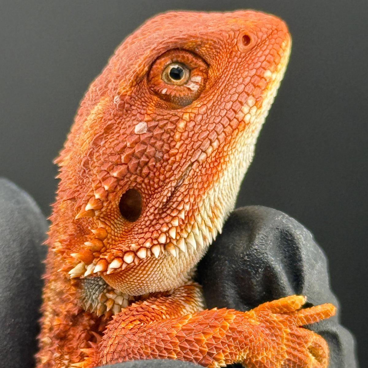 Hypo Red Monster 913