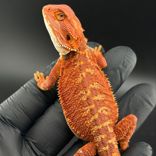 Hypo Red Monster 913