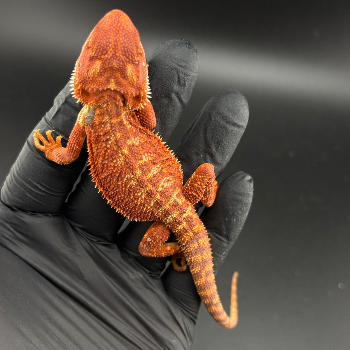 Hypo Red Monster 913