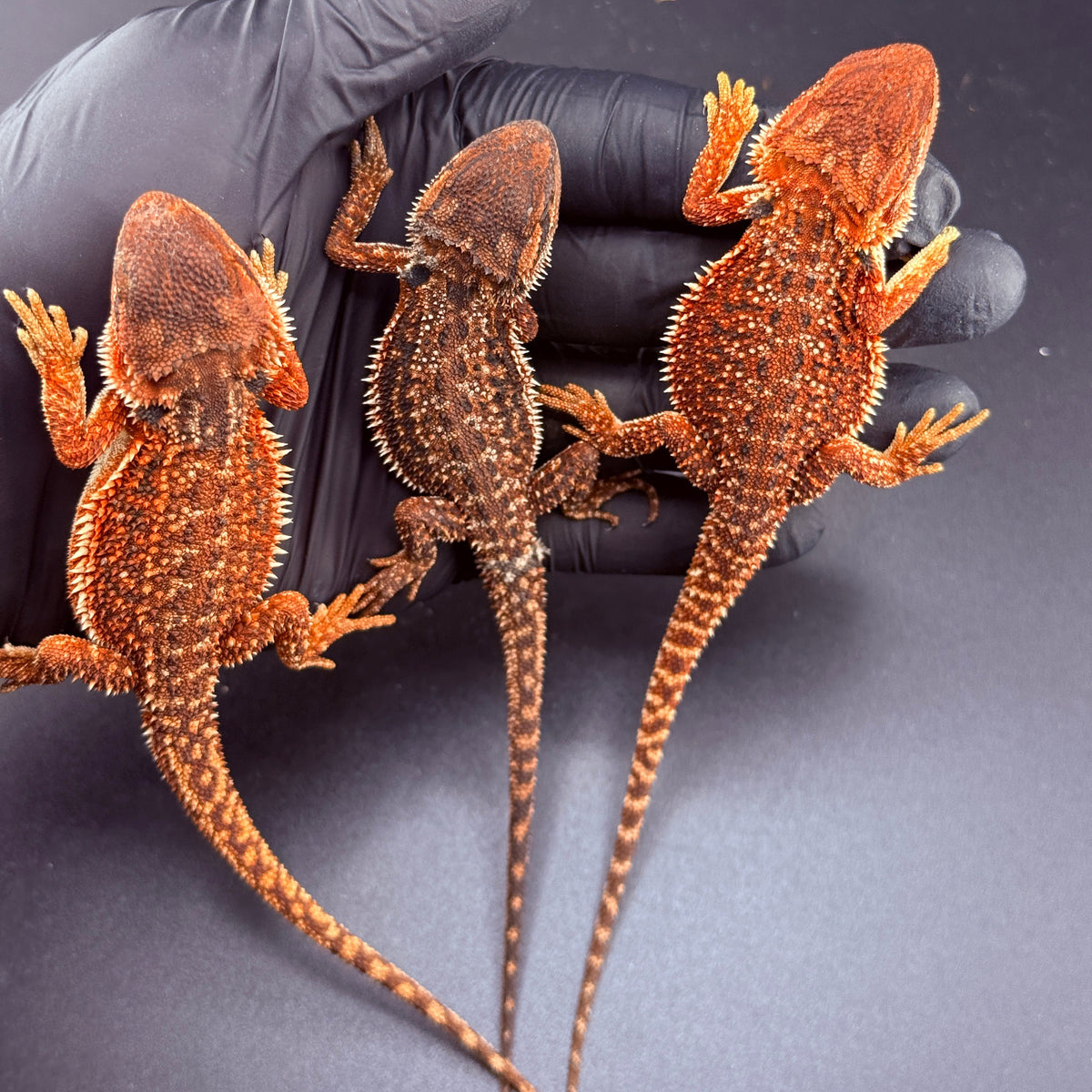 Lot of 3 Dunner FULL Red Monster *females