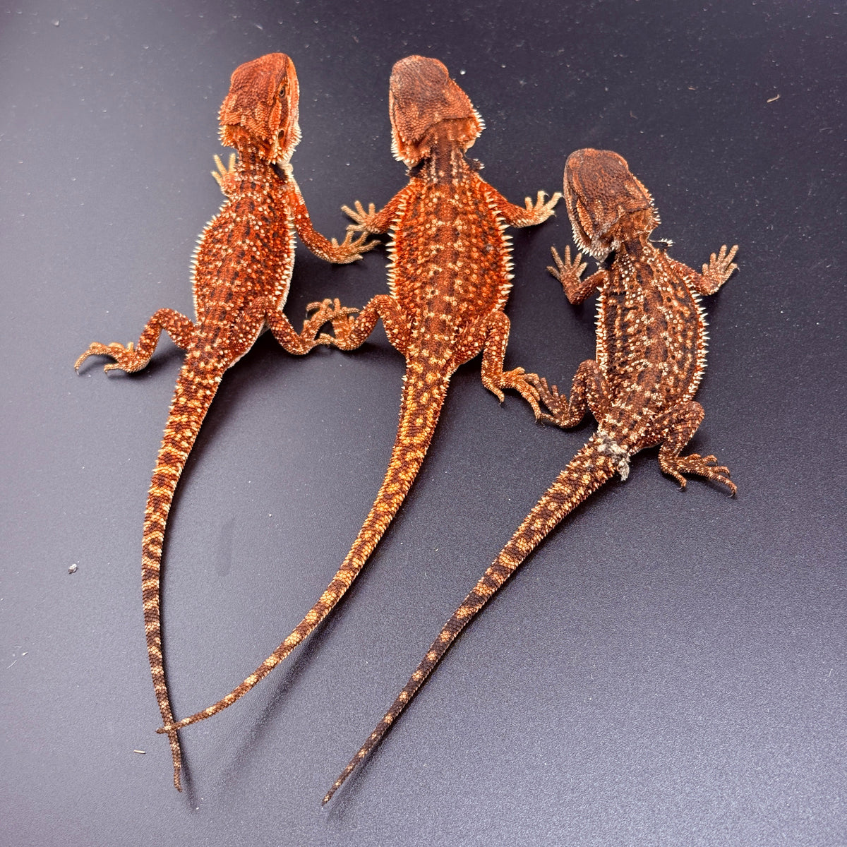 Lot of 3 Dunner FULL Red Monster *females