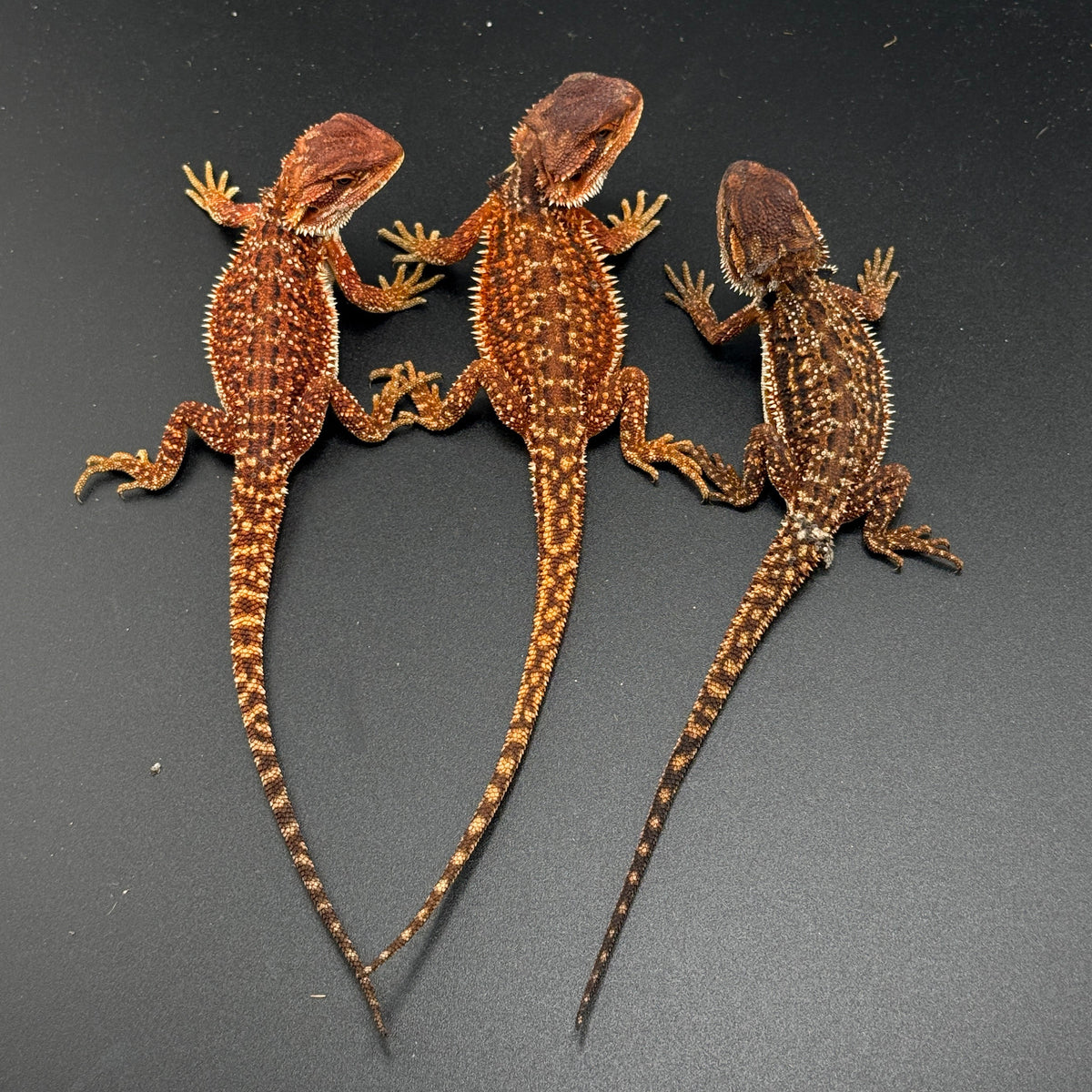 Lot of 3 Dunner FULL Red Monster *females