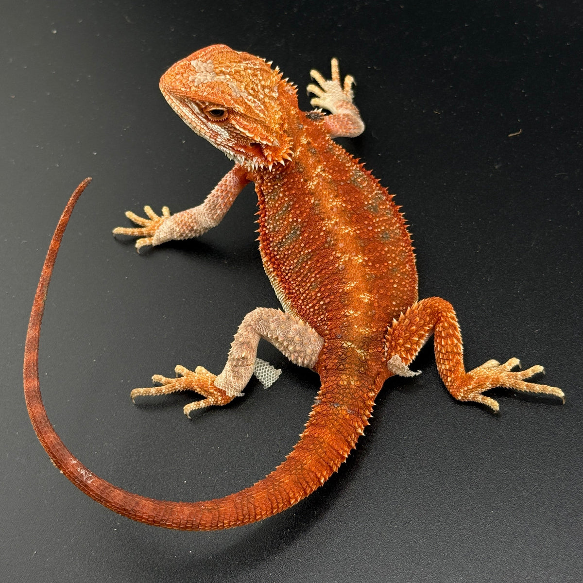 Red Bearded Dragon 407