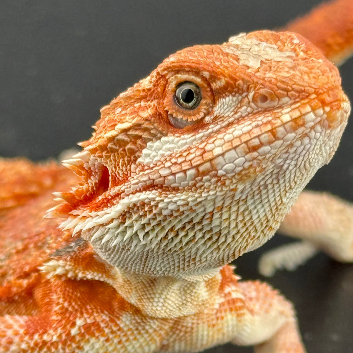 Red Bearded Dragon 407