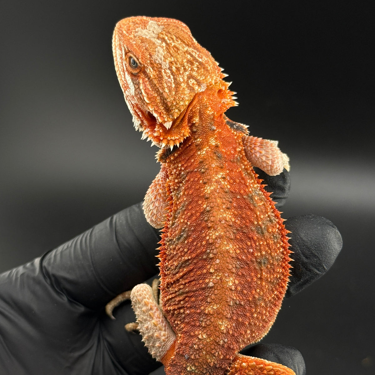 Red Bearded Dragon 407