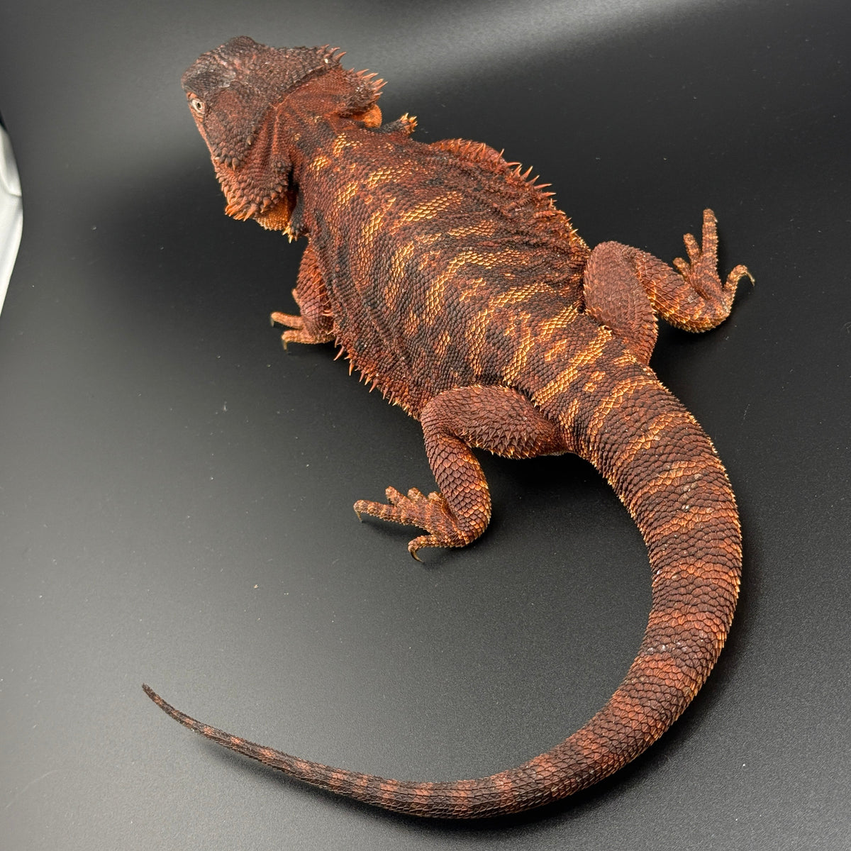 Leatherback Red Monster