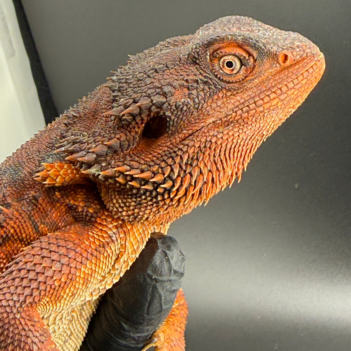 Leatherback Red Monster