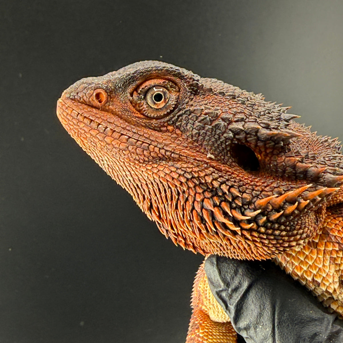 Leatherback Red Monster