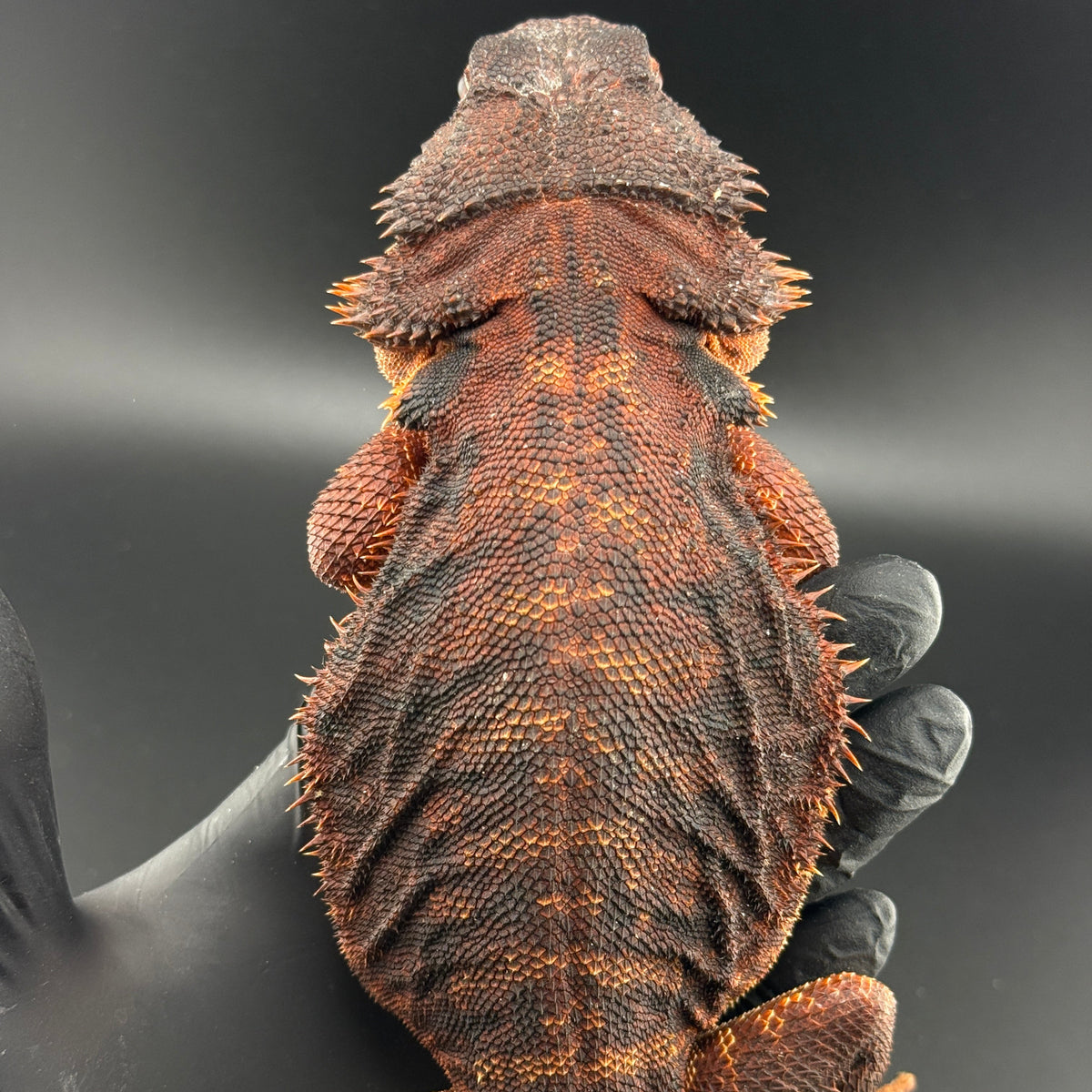 Leatherback Red Monster