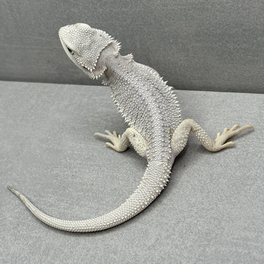 Hypo Zero Bearded Dragon 200