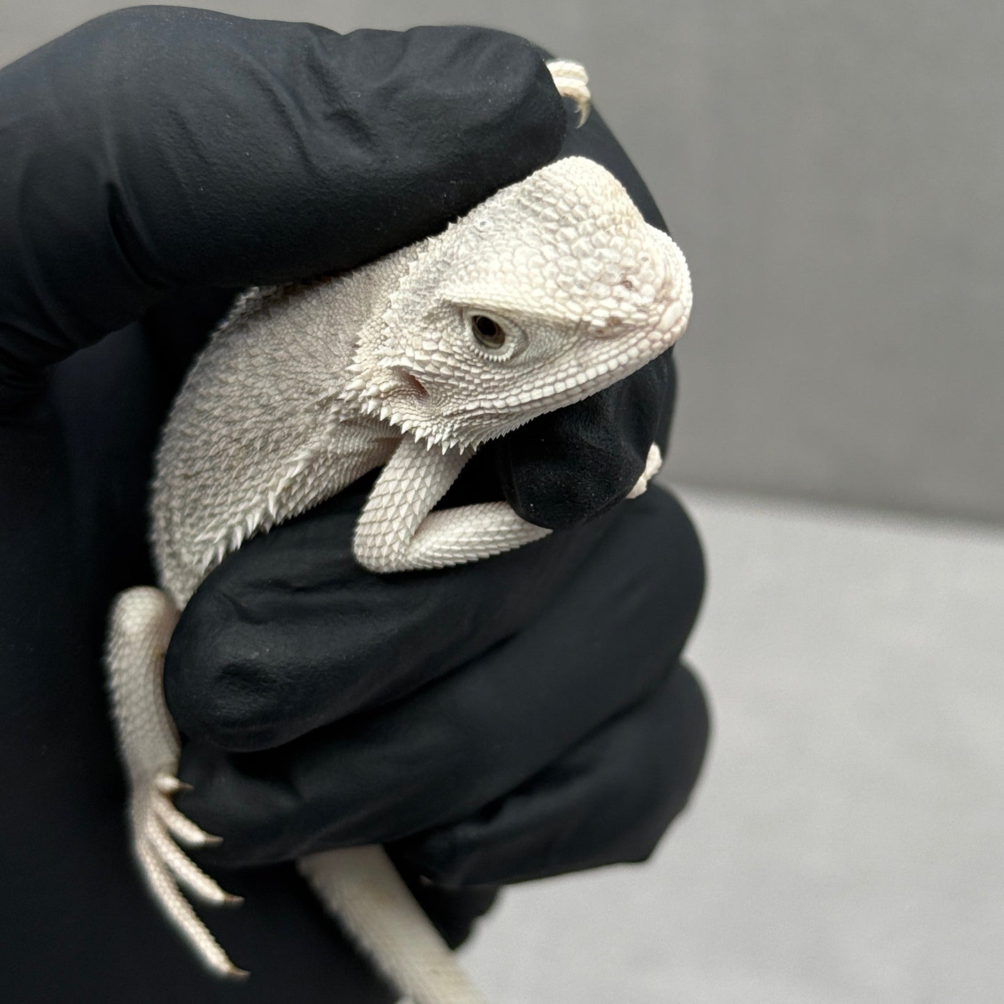 Hypo Zero Bearded Dragon 201