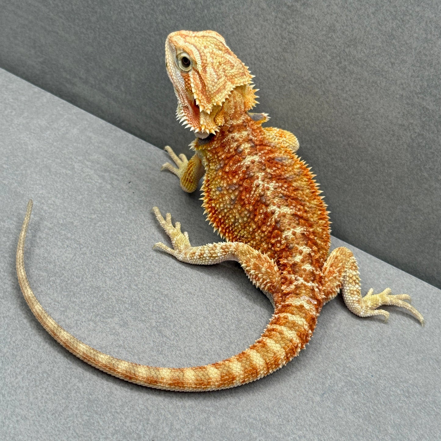 T+ Albino Bearded Dragon