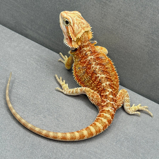T+ Albino Bearded Dragon