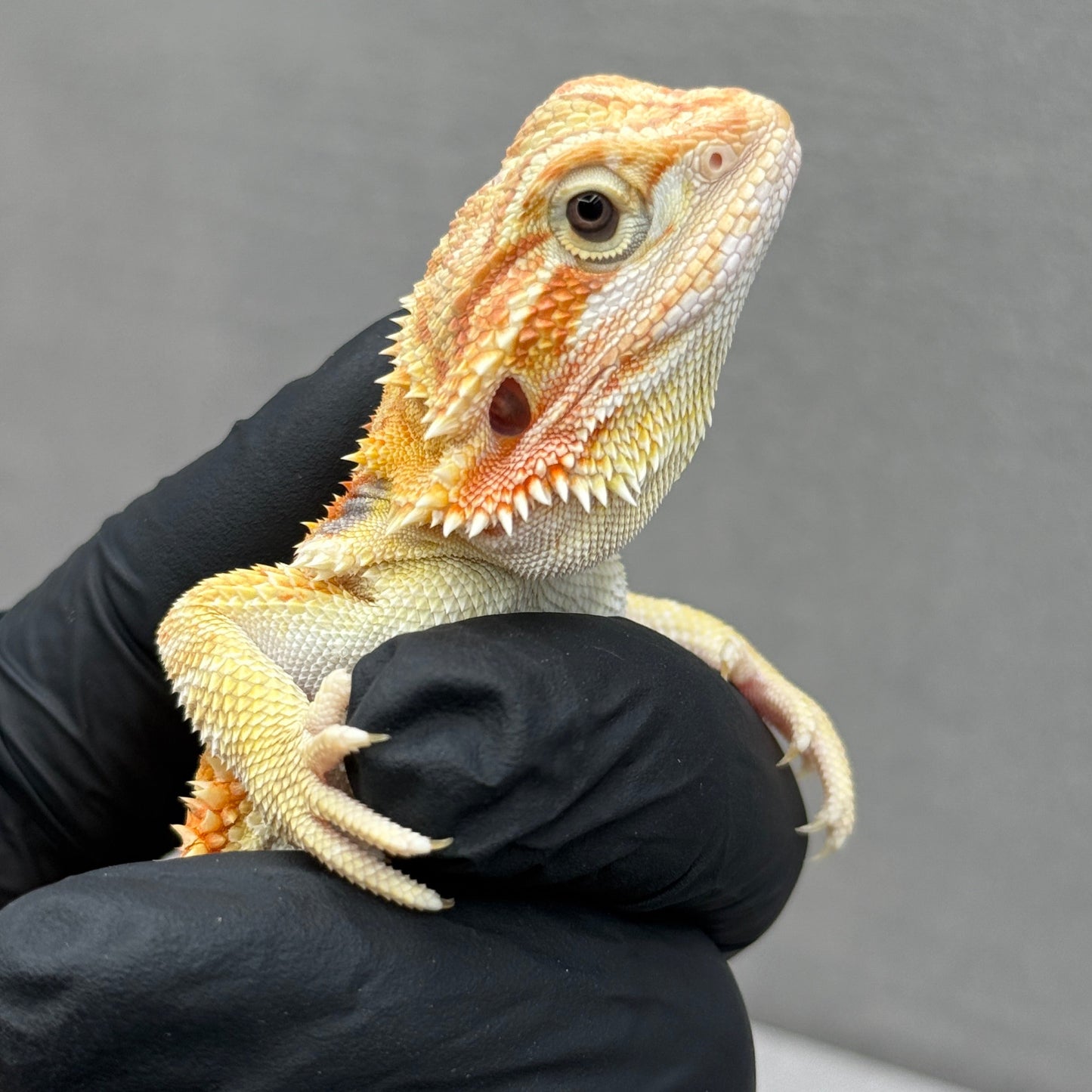 T+ Albino Bearded Dragon