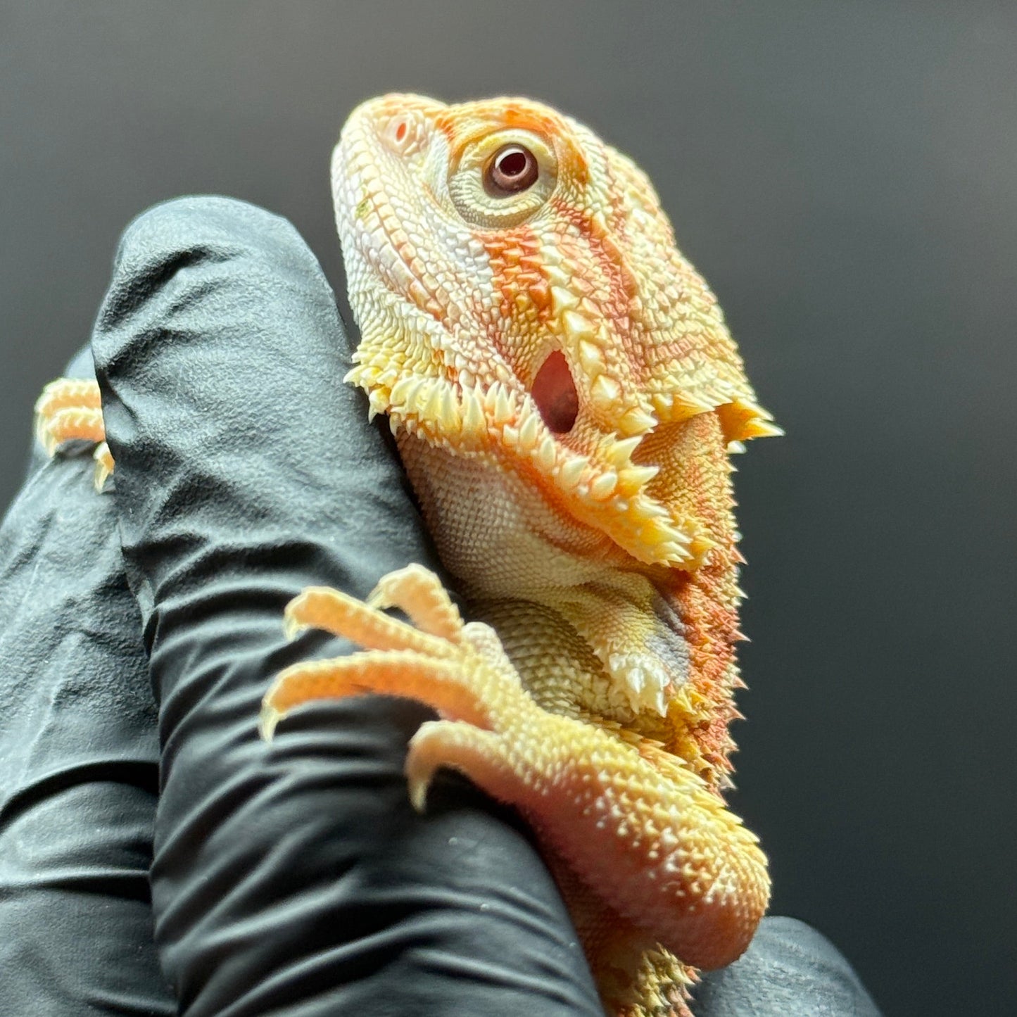 T+ Albino Bearded Dragon