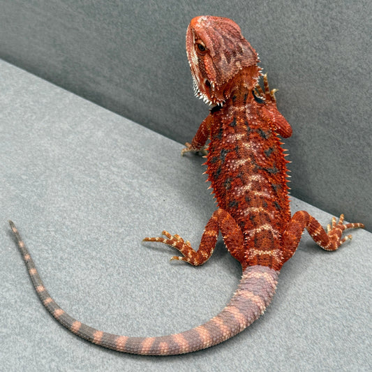 Hypo 75% Red Monster Bearded Dragon 205